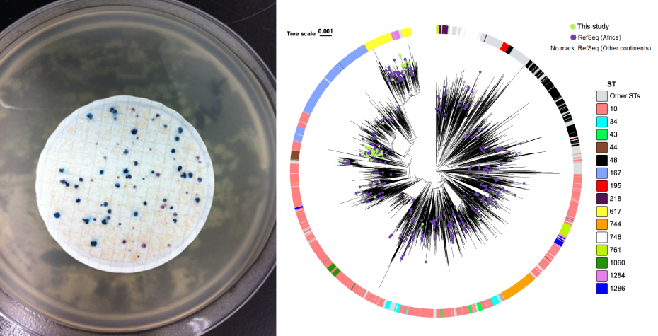 Monitoring and Early Detection of Antimicrobial-Resistant Bacteria through Wastewater-based epidemiology