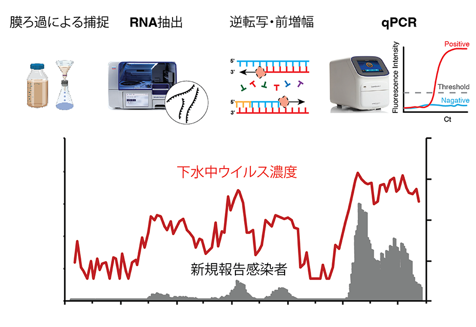 下水中ウイルスの高感度・高精度検出技術の開発